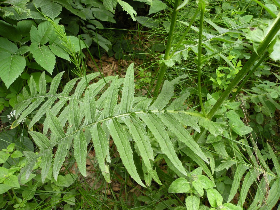 Изображение особи Cirsium erisithales.