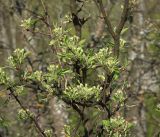 Pyrus communis. Часть кроны дерева с развивающимися бутонами (культивар \"Чижевская\"). Московская обл., Раменский р-н, окр. дер. Хрипань, садовый участок. 04.05.2019.