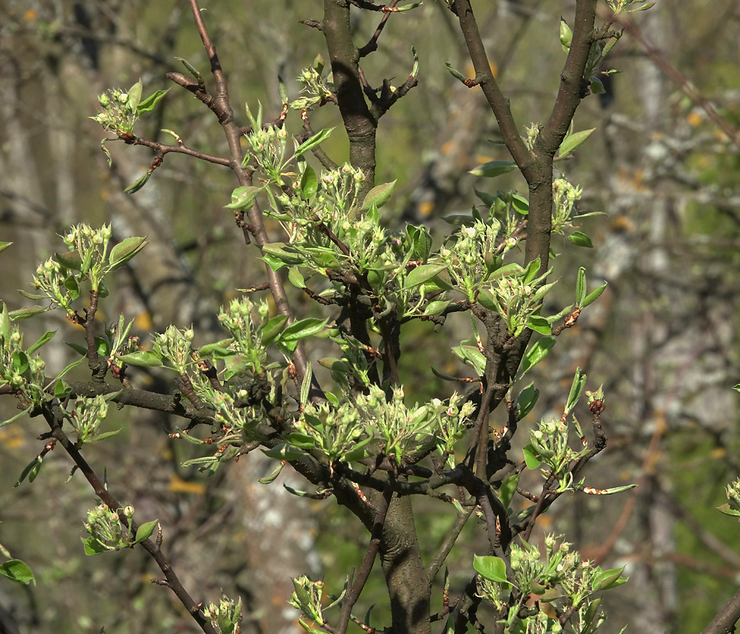 Изображение особи Pyrus communis.