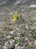 Pulsatilla albana. Цветущее растение. Дагестан, Левашинский р-н, окр. с. Леваши, хр. Куркурах, ок. 1300 м н.у.м., каменистый склон. 26.04.2019.