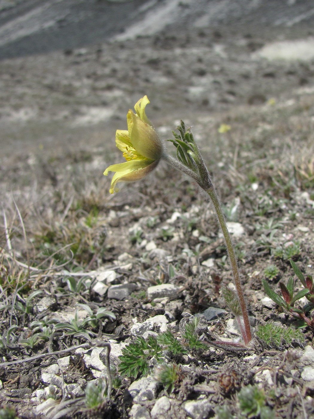 Изображение особи Pulsatilla albana.