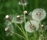 Taraxacum officinale