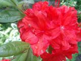 genus Rhododendron. Цветки и молодые побеги. Тверская обл., г. Тверь, Заволжский р-н, ботанический сад ТвГУ, в культуре. 1 июня 2019 г.