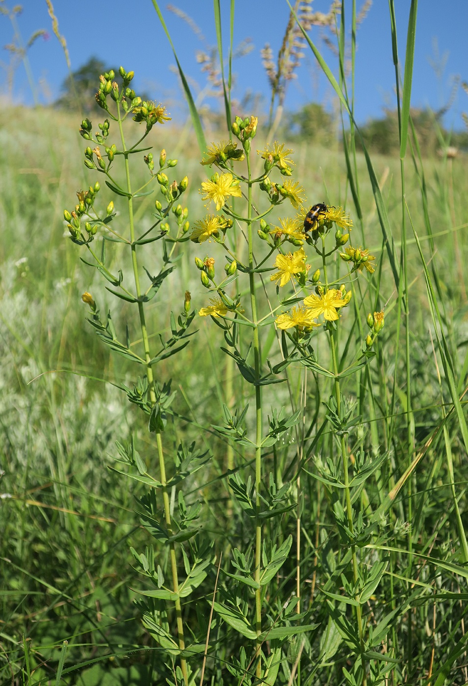 Изображение особи Hypericum elegans.