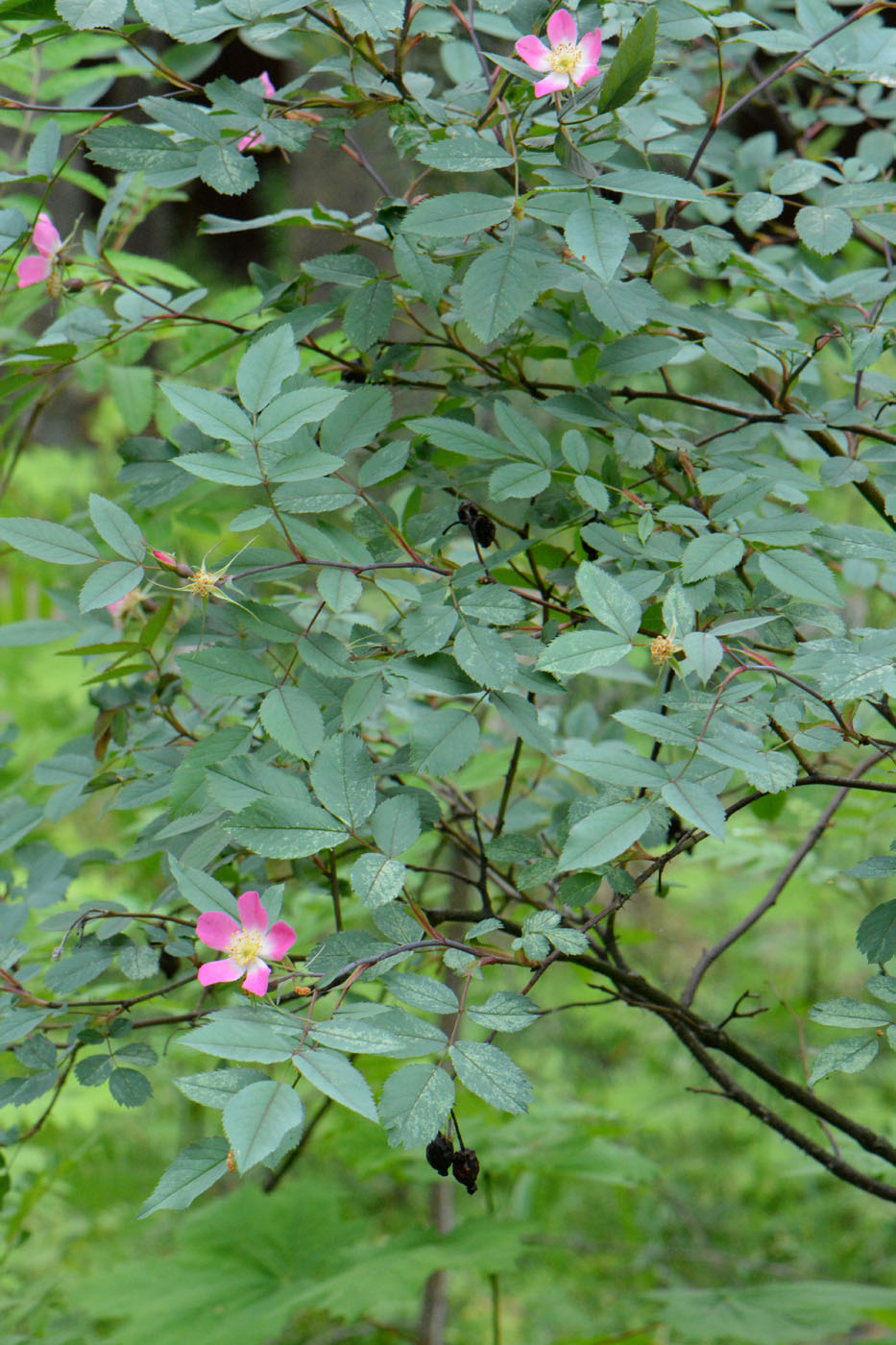 Image of Rosa glauca specimen.