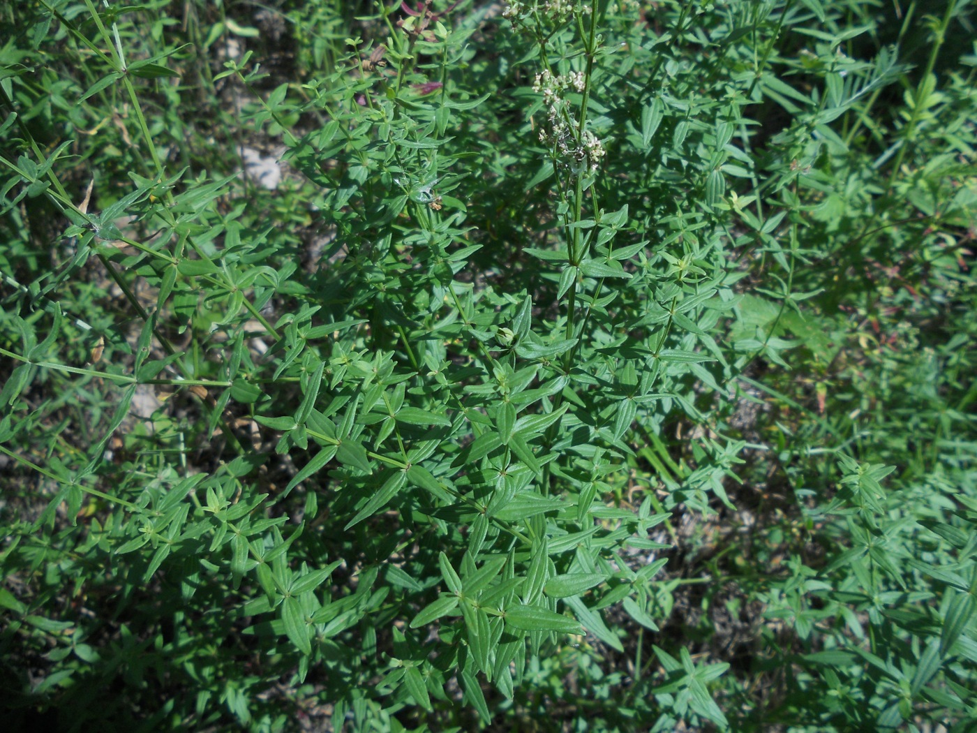 Image of Galium boreale specimen.