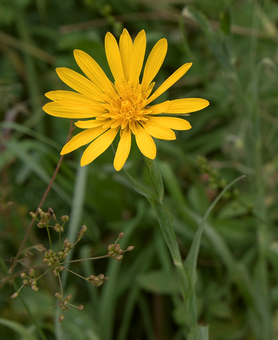 Image of Tragopogon orientalis specimen.