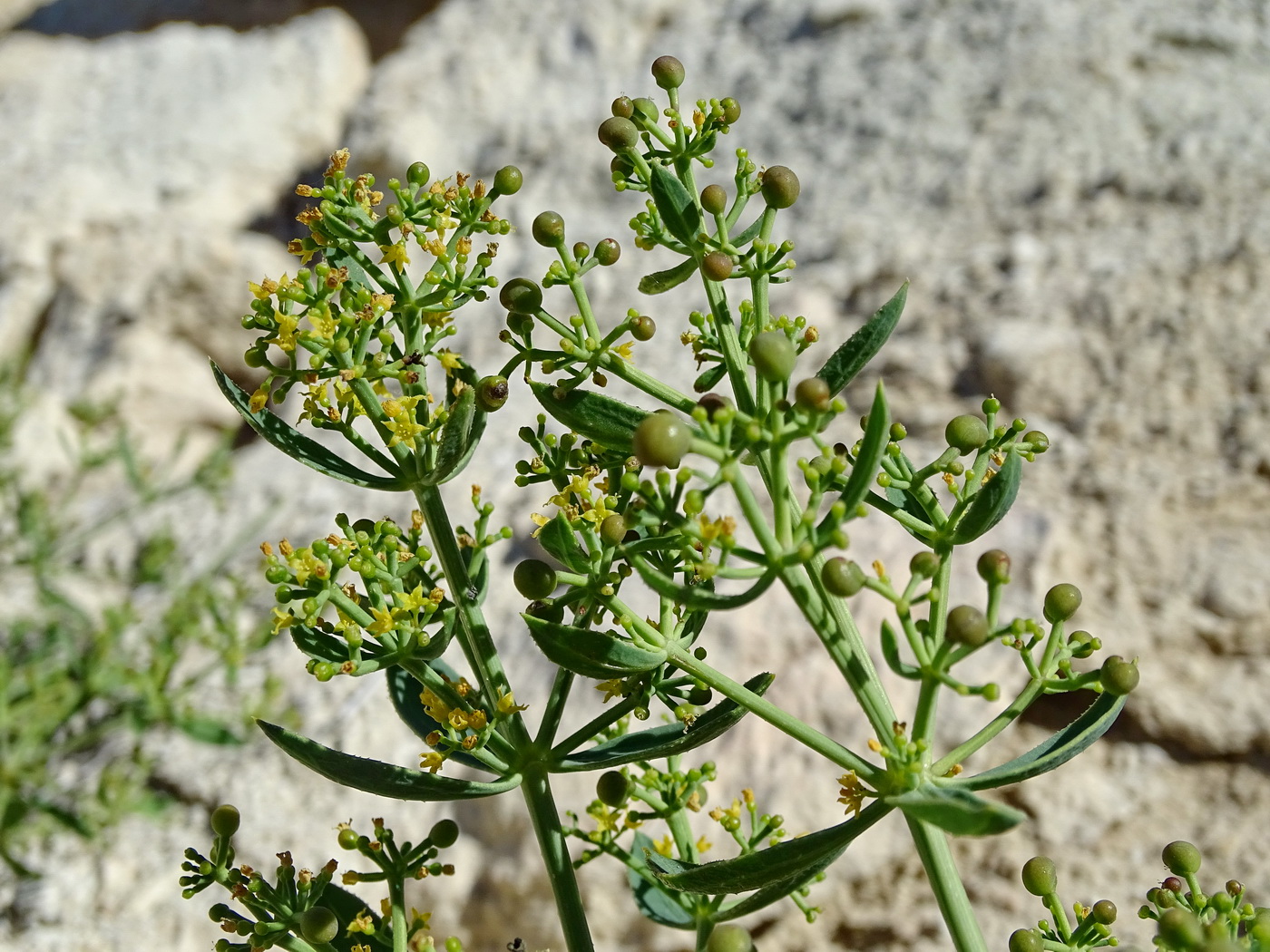 Image of Rubia cretacea specimen.