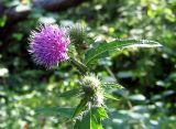 Carduus crispus