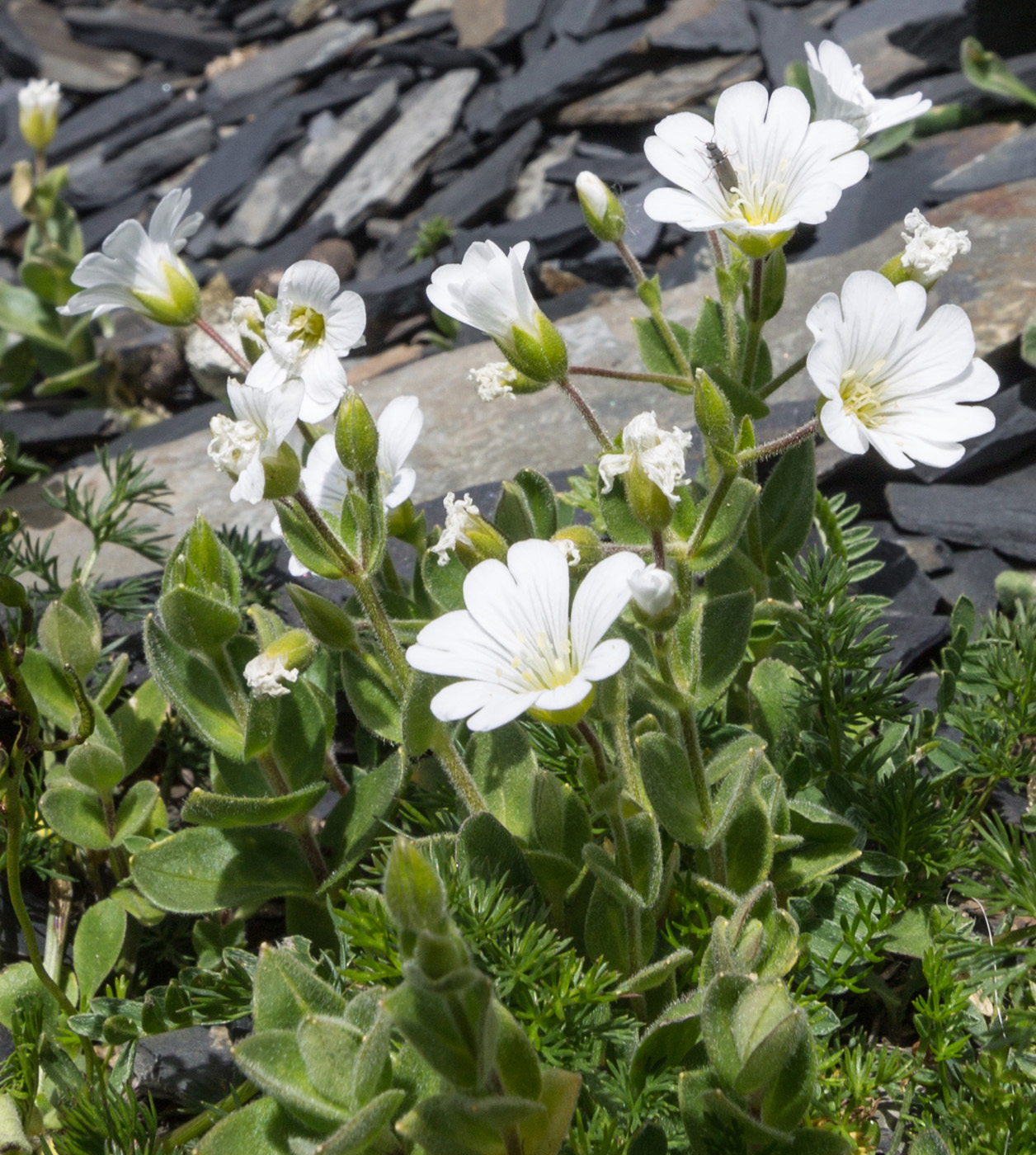 Изображение особи Cerastium polymorphum.