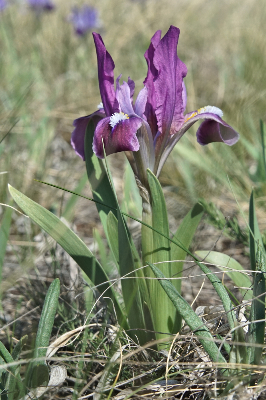 Image of Iris pumila specimen.