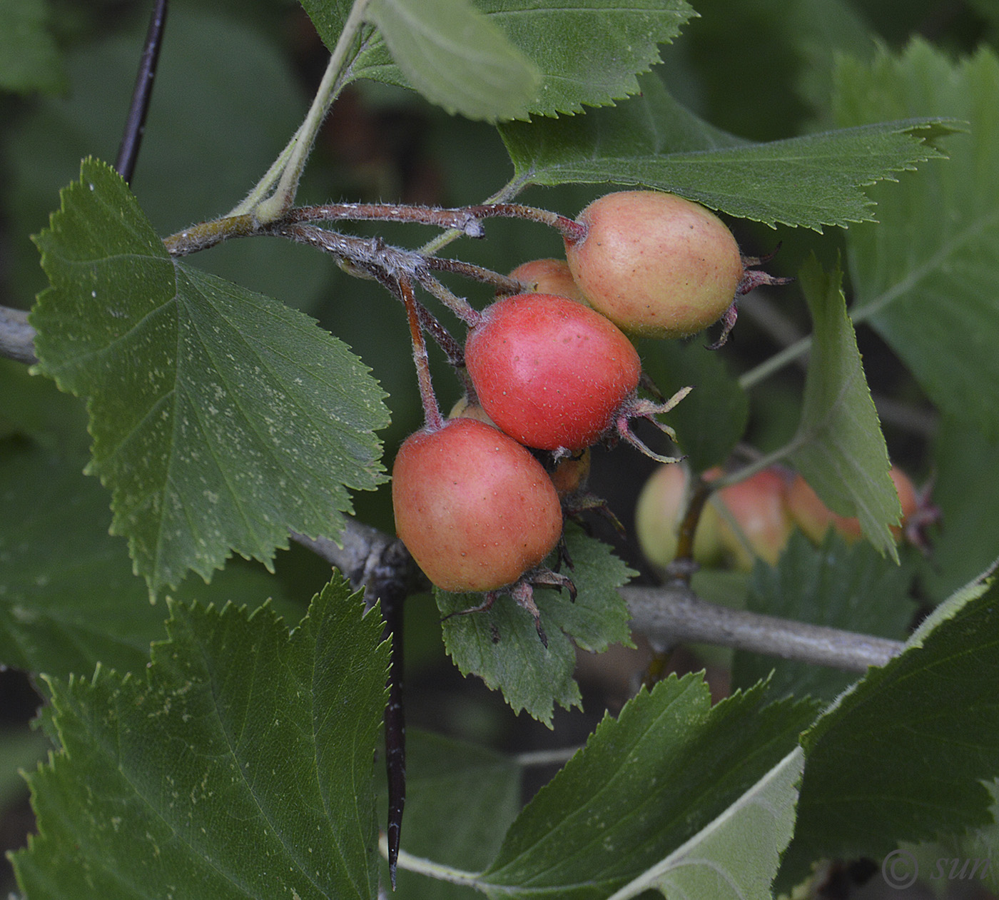 Изображение особи Crataegus submollis.