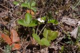 Fragaria vesca