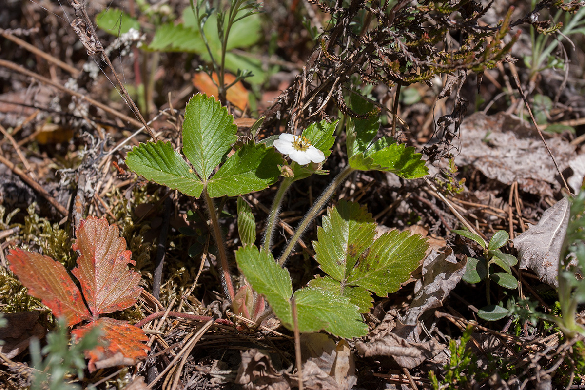 Изображение особи Fragaria vesca.