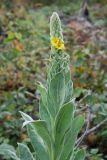 Verbascum densiflorum