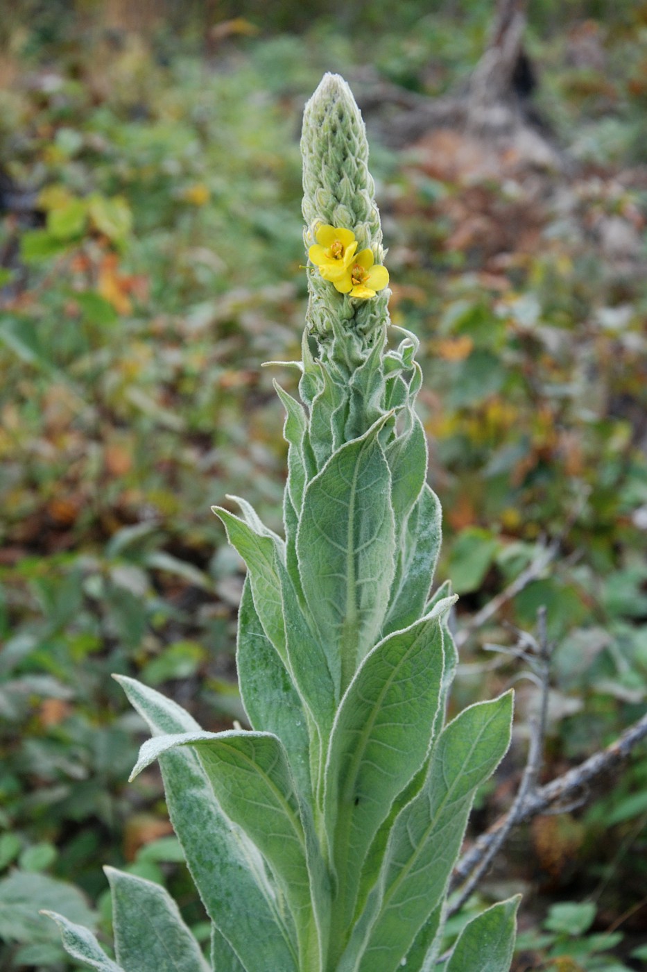 Image of Verbascum densiflorum specimen.