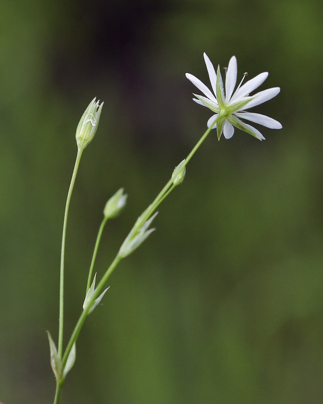 Image of Stellaria graminea specimen.