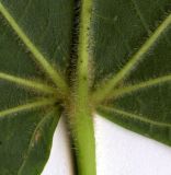 Tilia cordifolia. Опушение нижней стороны листа у черешка. Курская обл., г. Железногорск. 27 июля 2010 г.