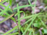 Hieracium filifolium. Средняя часть побега цветущего растения. Псковская обл., Пустошкинский р-н, зеленомошный сосновый лес. 28.07.2019.