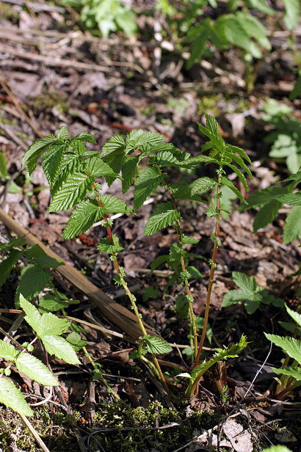 Изображение особи Filipendula ulmaria ssp. denudata.