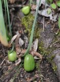 genus Galanthus. Побег с плодом. Грузия, Боржоми-Харагаульский национальный парк, долина руч. Квабисхеви, ≈ 850 м н.у.м, хвойный лес (ель восточная). 30.04.2019.