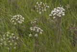 Cicuta virosa