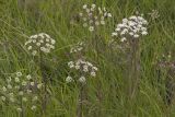 Cicuta virosa. Верхушки цветущих побегов. Сахалинская обл., Охинский р-н, окр. г. Оха, побережье Охотского моря, юго-западный берег залива Кету (Первая бухта). 24.07.2017.