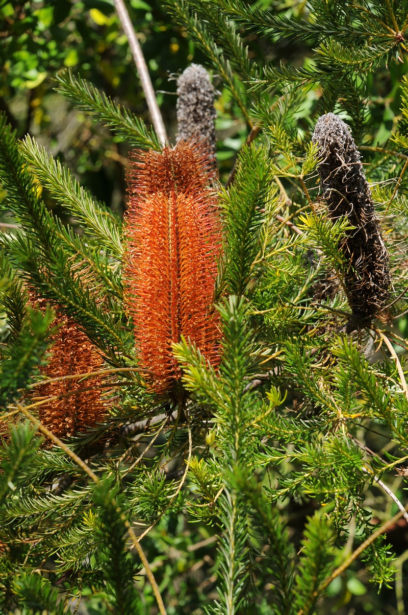 Изображение особи Banksia ericifolia.