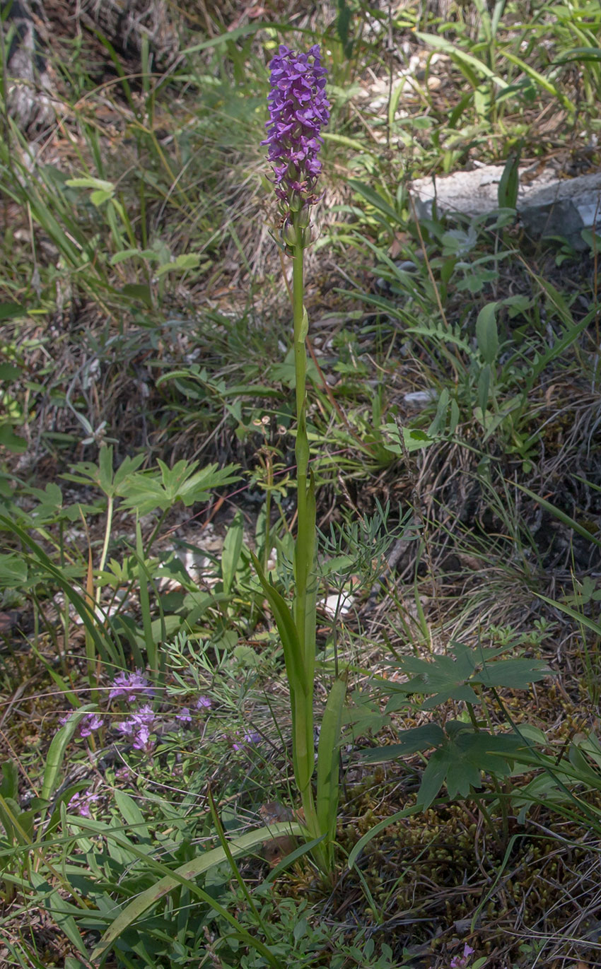 Изображение особи Gymnadenia conopsea.