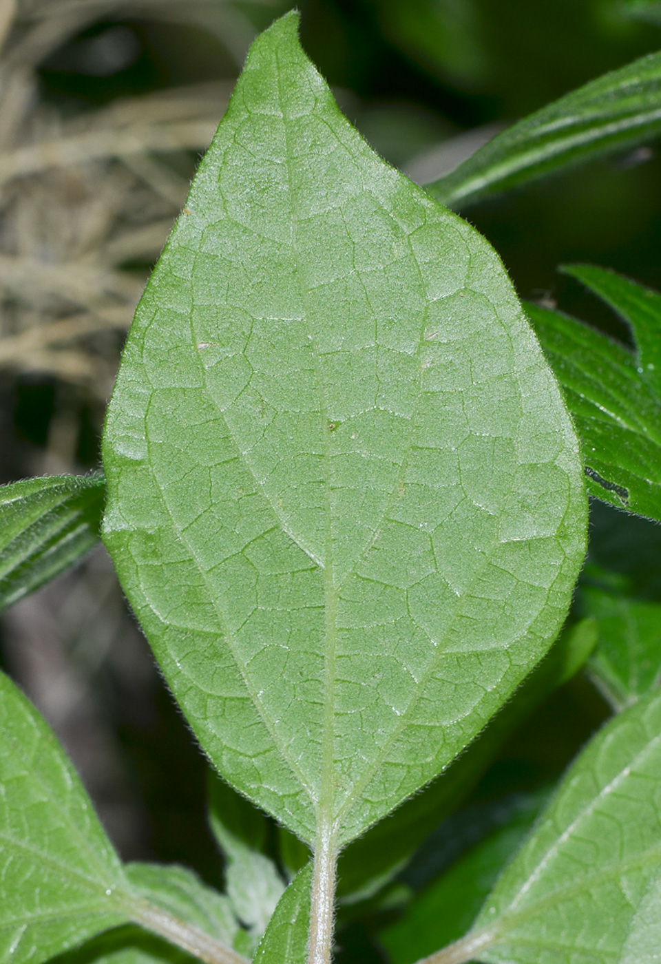 Изображение особи Parietaria elliptica.