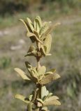 Phlomis lycia