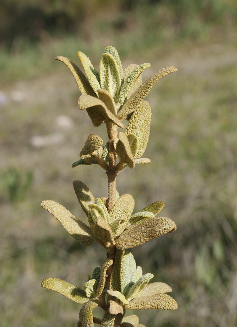 Image of Phlomis lycia specimen.