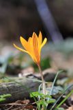 Crocus angustifolius