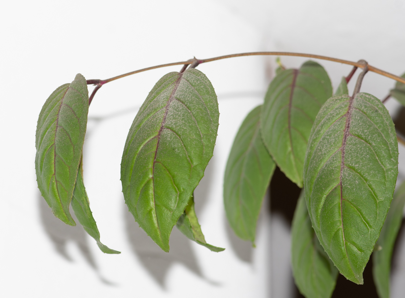 Image of genus Fuchsia specimen.