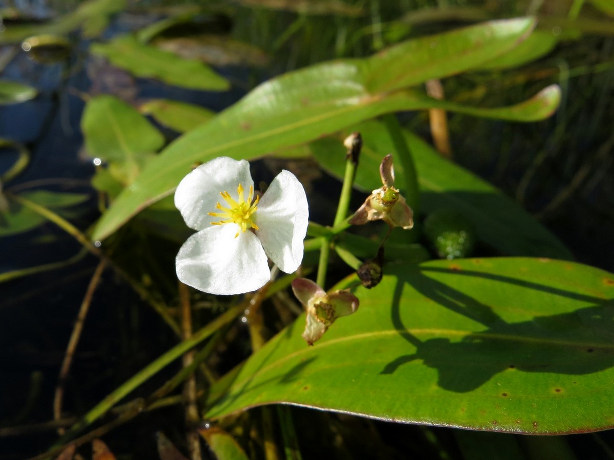 Изображение особи Sagittaria natans.