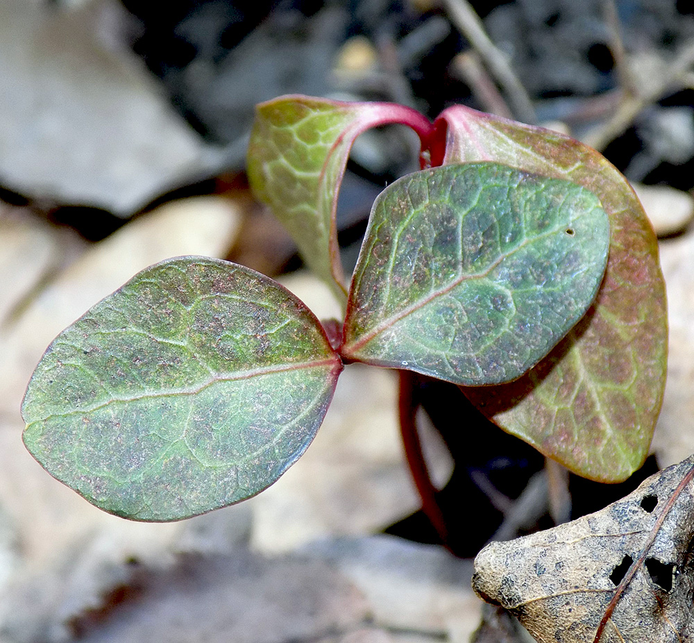 Изображение особи Hedera helix.