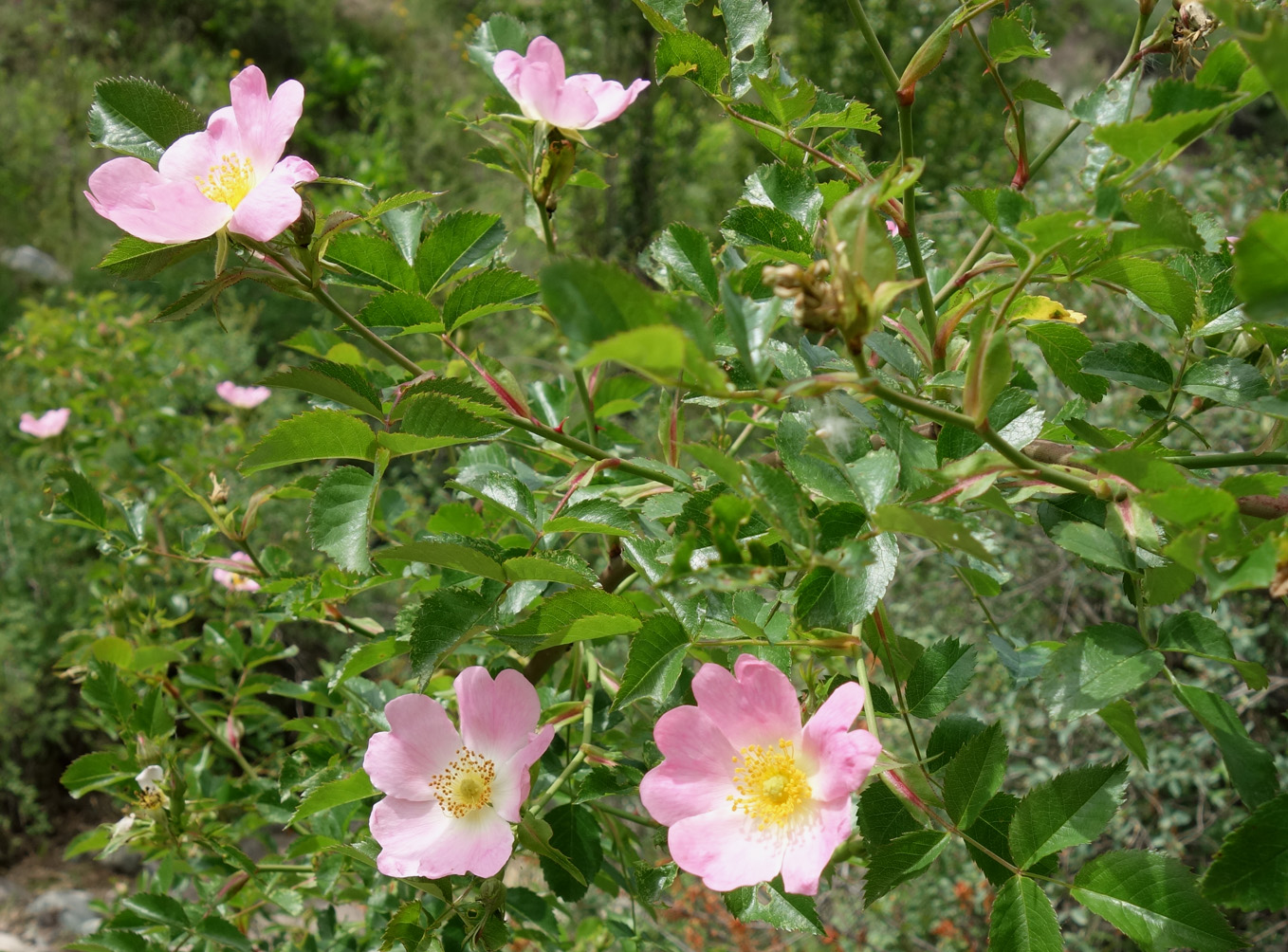 Изображение особи Rosa canina.