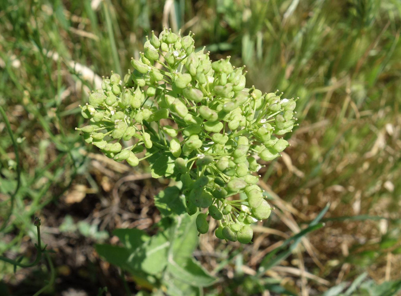 Image of Cardaria repens specimen.