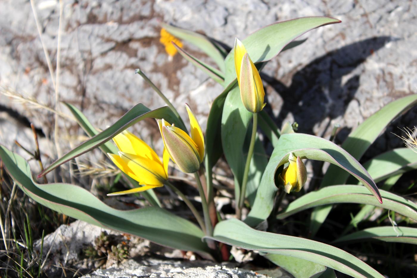 Изображение особи Tulipa turkestanica.