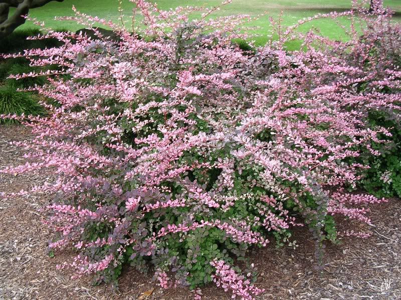 Image of Berberis thunbergii specimen.
