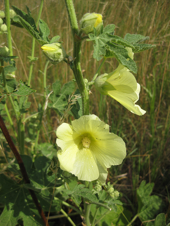 Изображение особи Alcea rugosa.