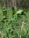 Euphorbia iberica