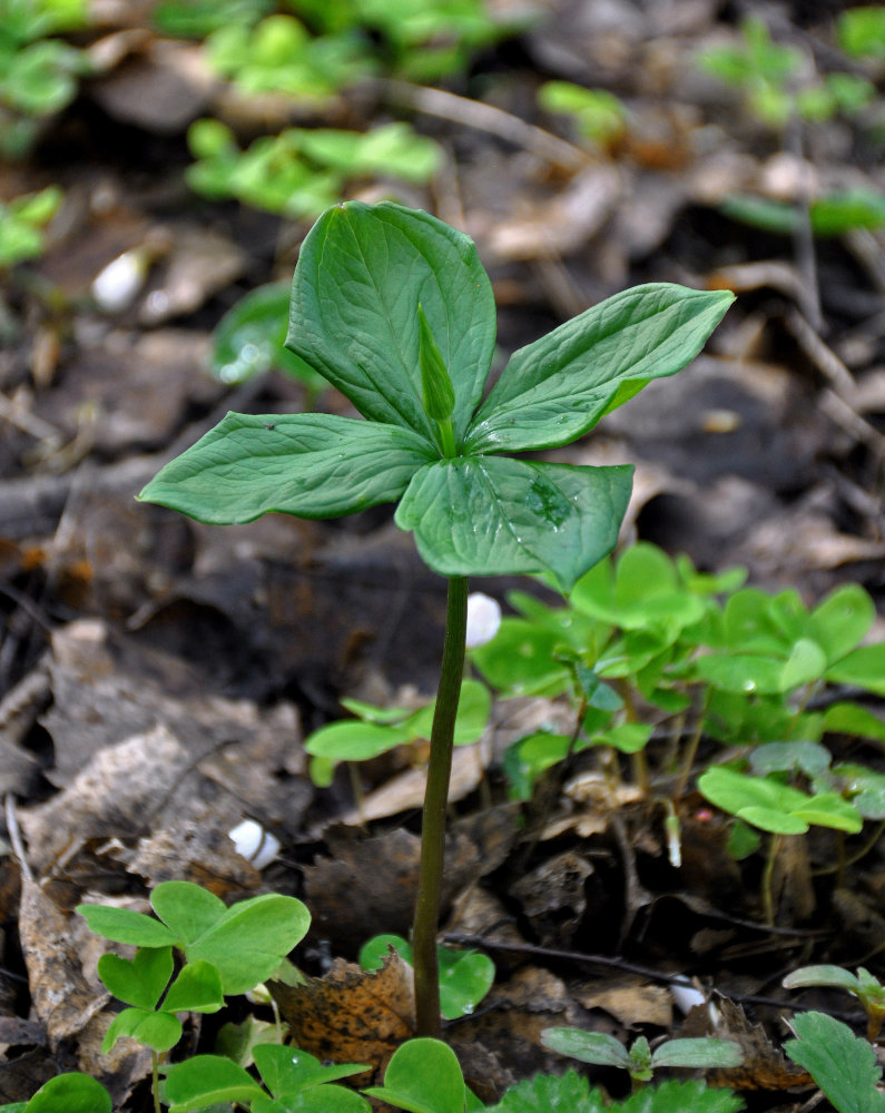 Изображение особи Paris quadrifolia.