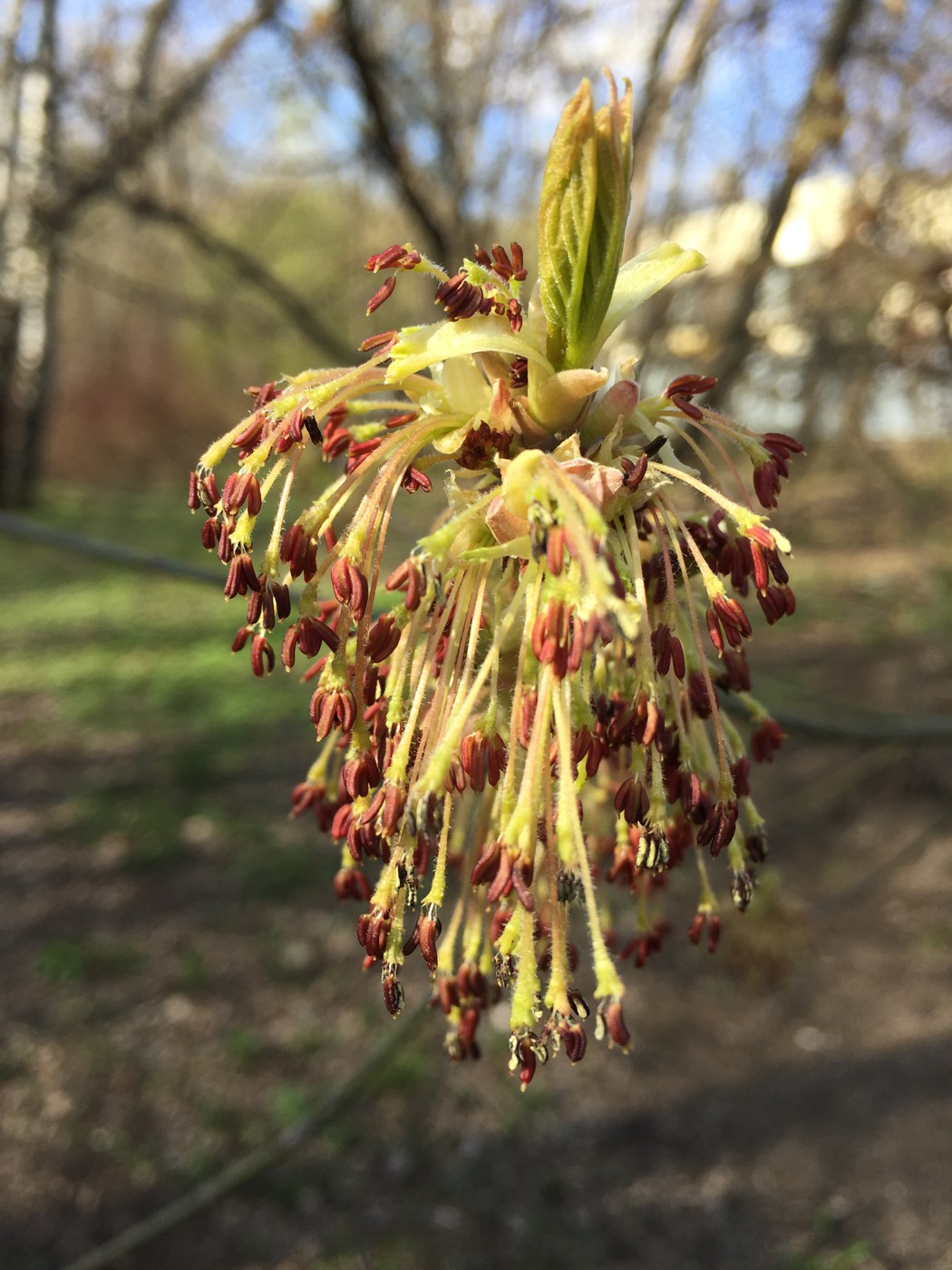 Image of Acer negundo specimen.