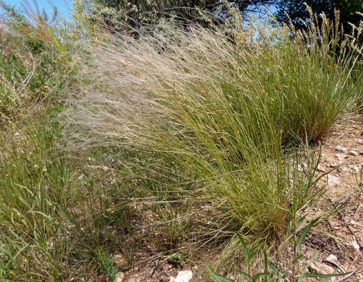 Image of genus Stipa specimen.