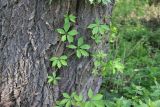 Parthenocissus quinquefolia. Вегетирующее растение на стволе Salix alba. Калужская обл., Боровский р-н, дер. Сатино, берег р. Протвы. 9 июня 2020 г.