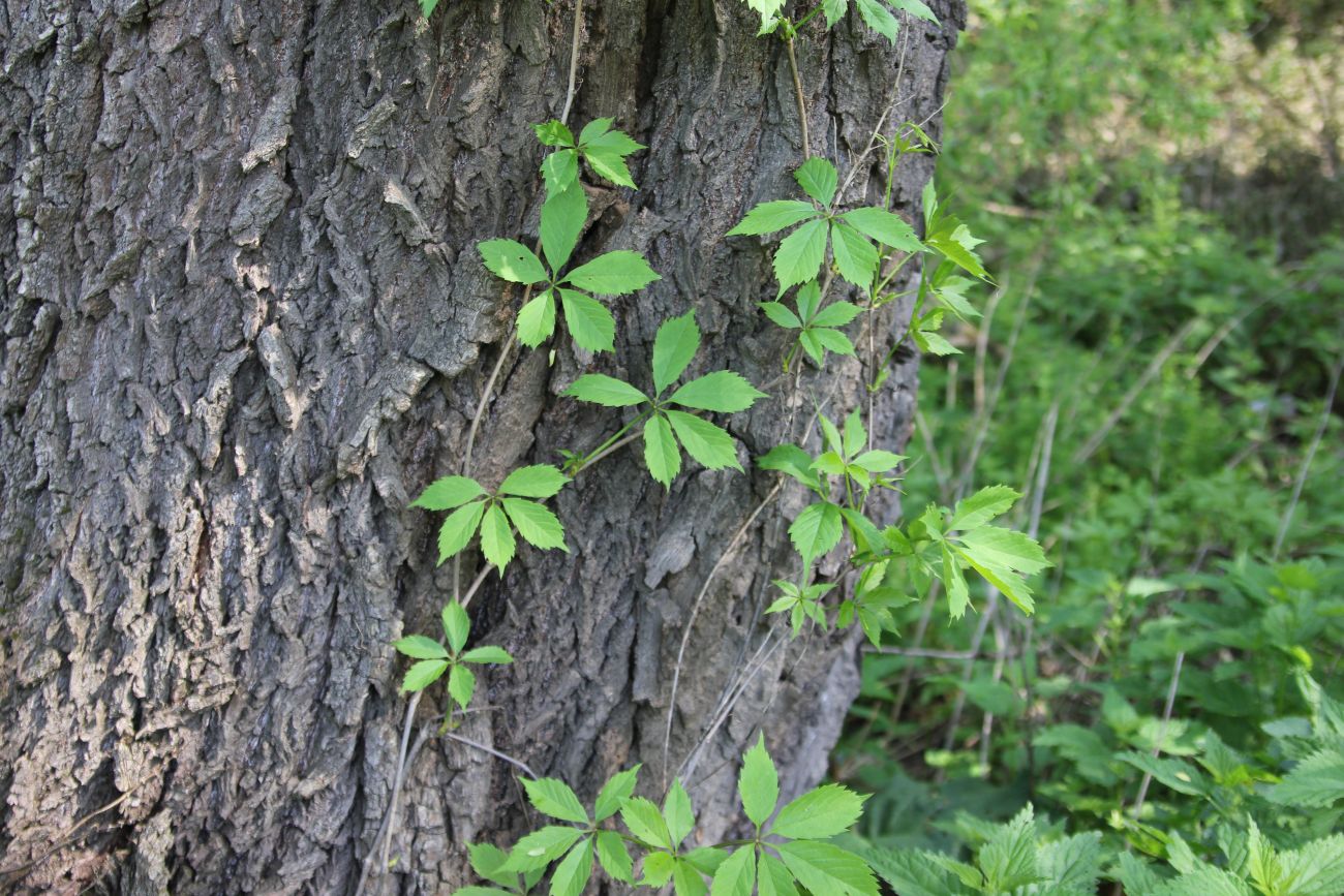 Изображение особи Parthenocissus quinquefolia.