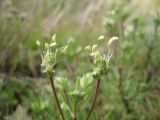 Plantago sempervirens