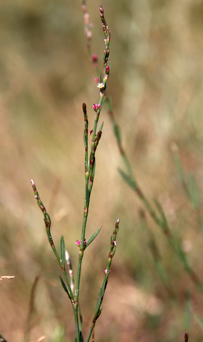 Изображение особи Polygonum patulum.