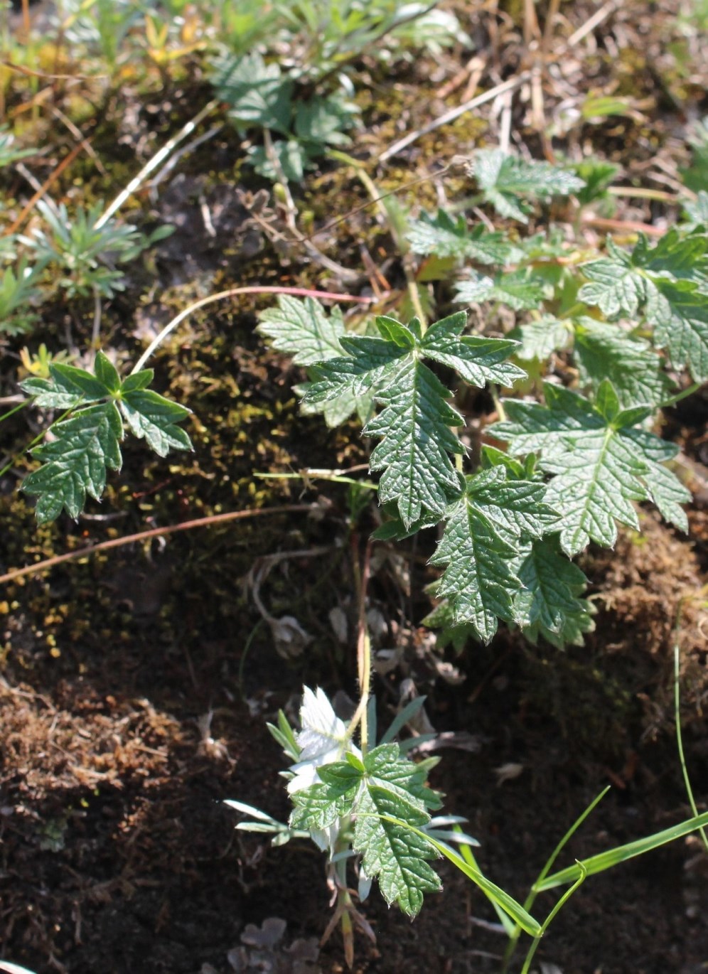 Изображение особи Potentilla kuznetzowii.